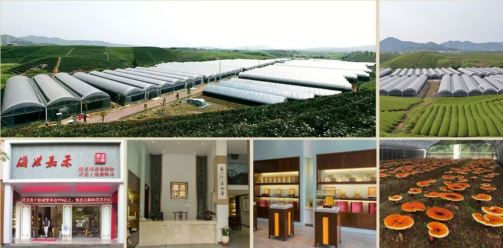 15年专注名贵中药材灵芝的种植 15年专注名贵中药材灵芝的种植