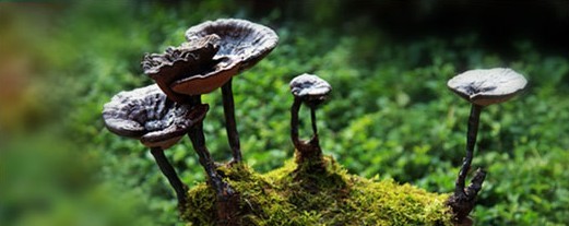 纯天然椴木赤灵芝 纯天然椴木赤灵芝