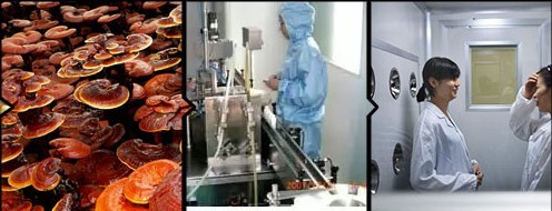 灵芝全产业链 灵芝全产业链